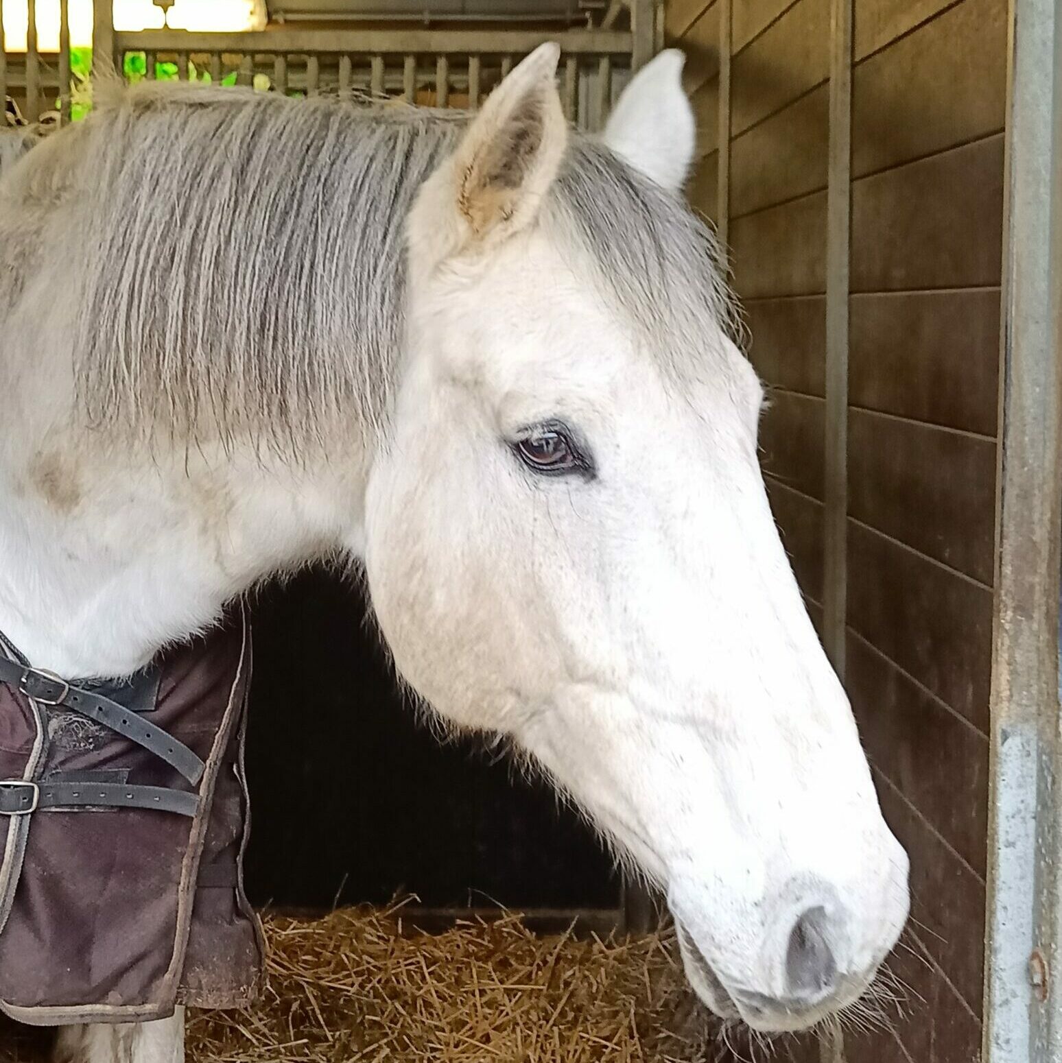 Canto equi support Paardrijlessen Bierbeek
