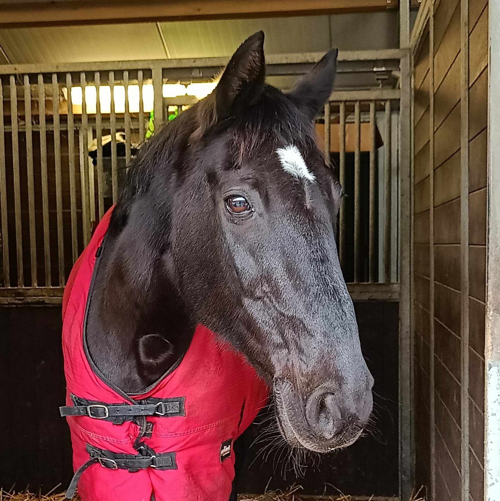 equi support Paardrijlessen Bierbeek