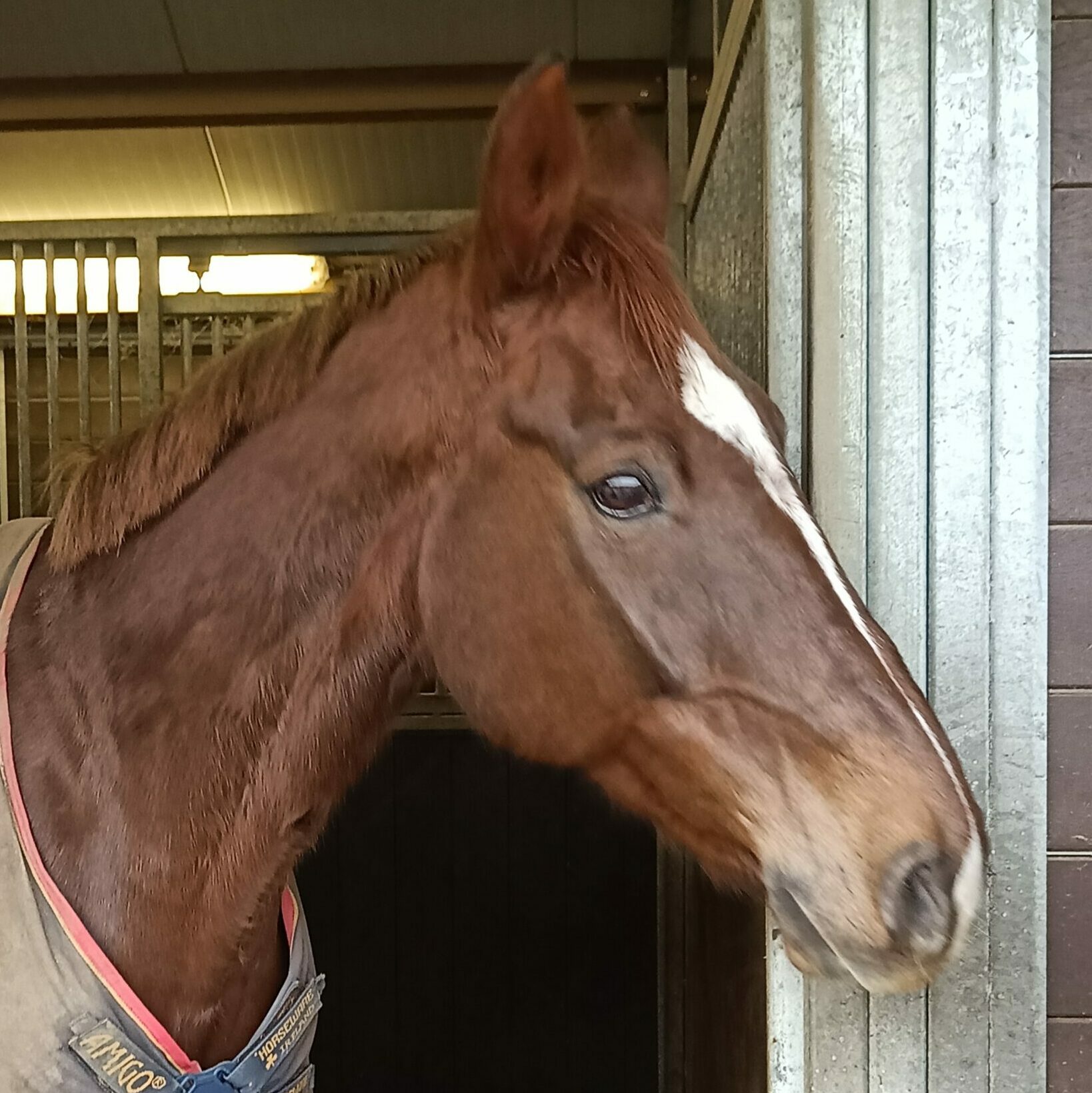 equi support Paardrijlessen Bierbeek