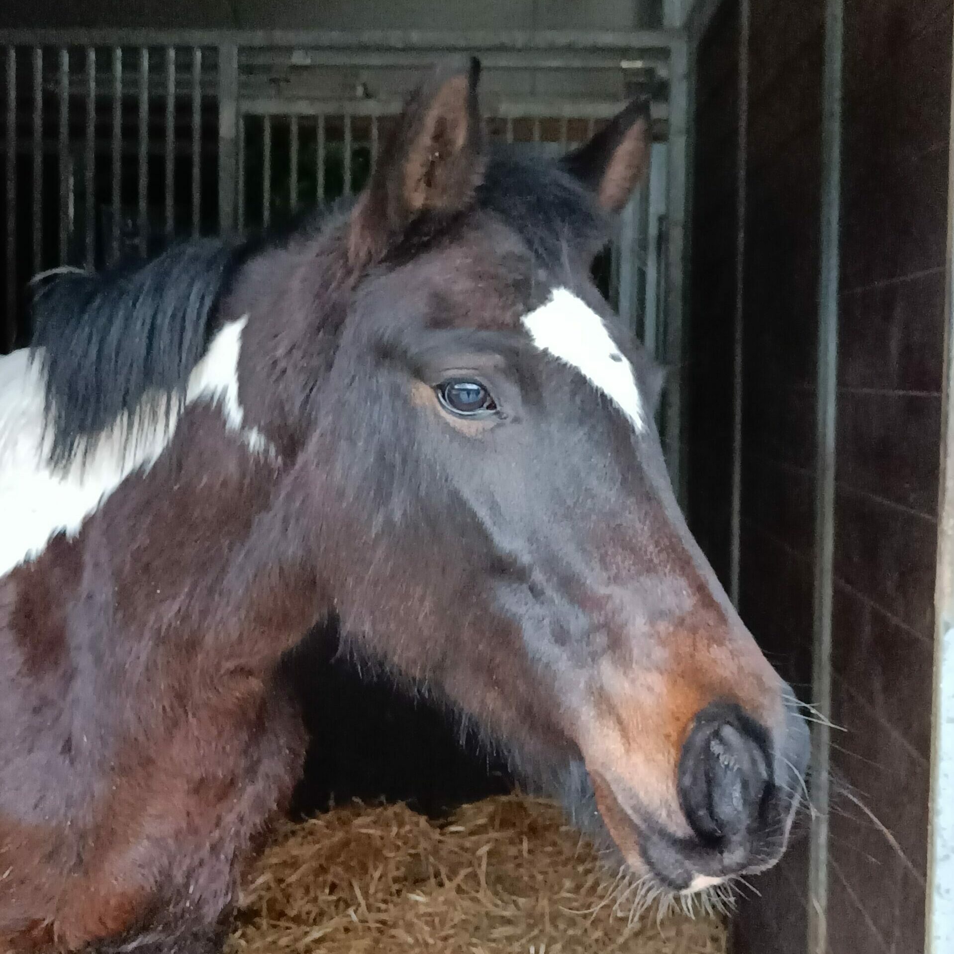 equi support Paardrijlessen Bierbeek