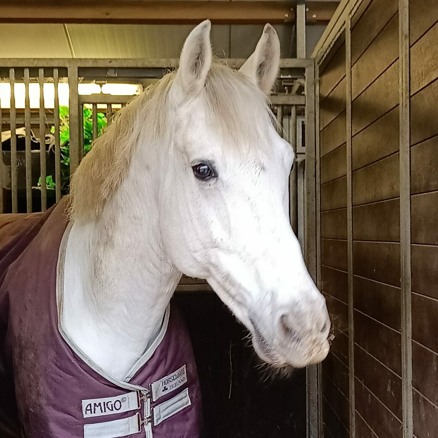 Lancero equi support Paardrijlessen Bierbeek