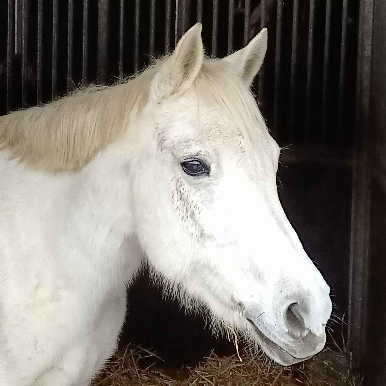 equi support Paardrijlessen Bierbeek