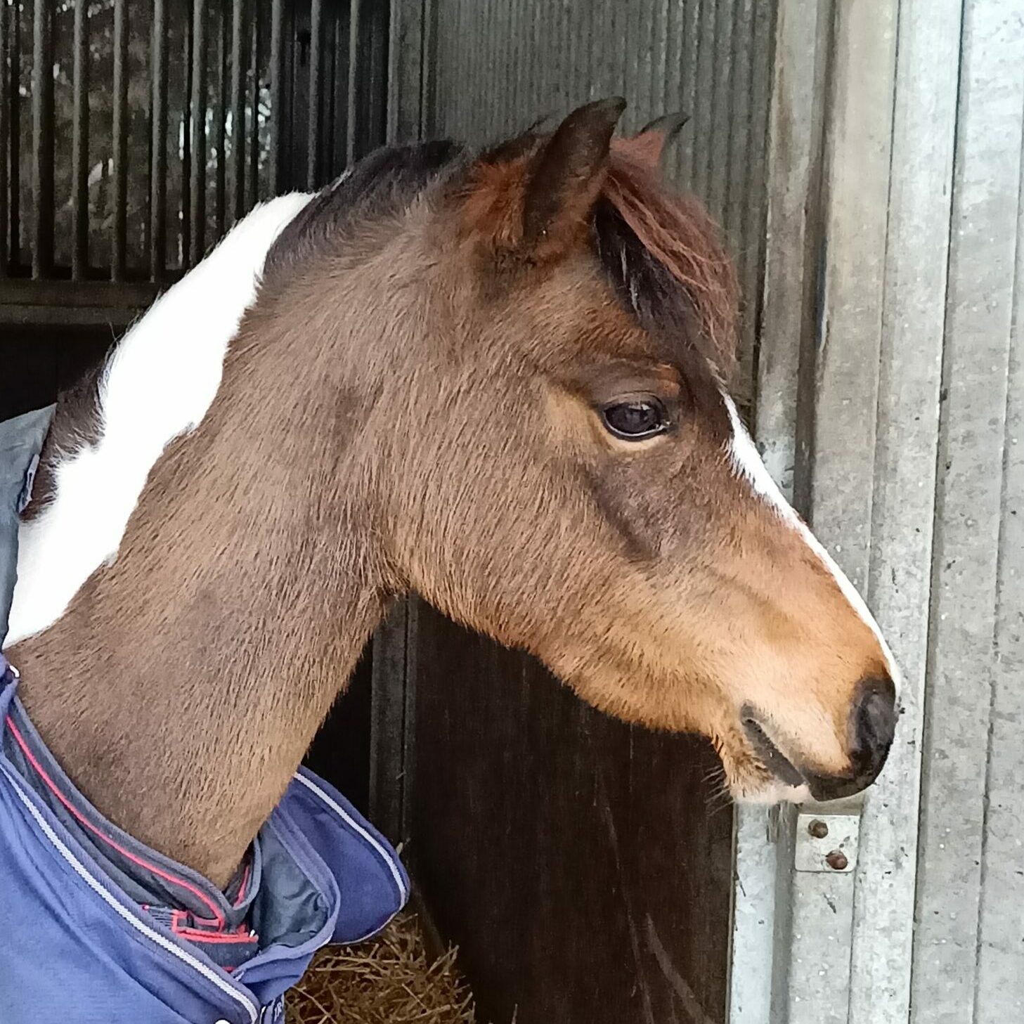 Ponylessen Leuven