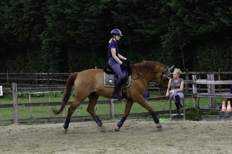 Training paard Heverlee