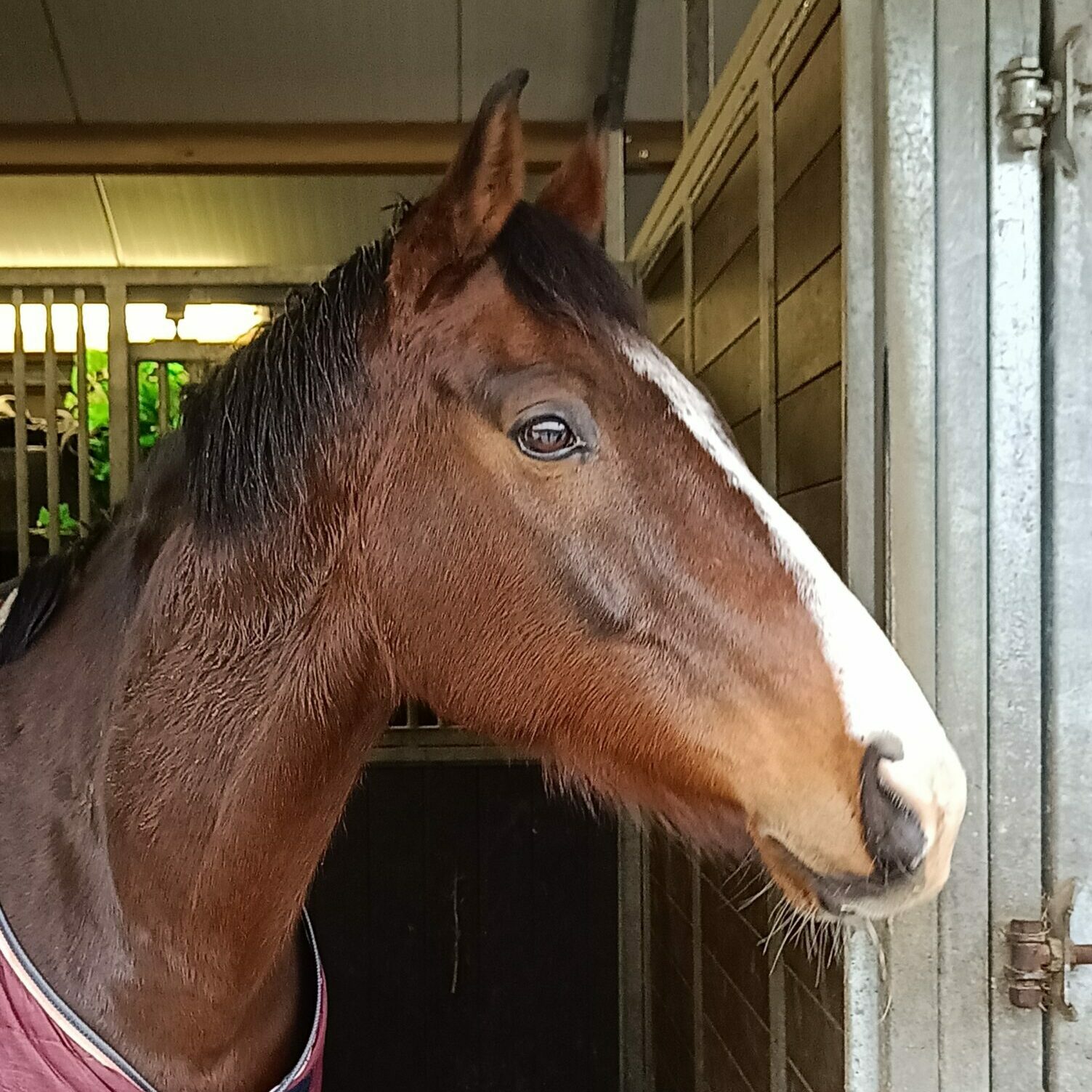 equi support Paardrijlessen Bierbeek